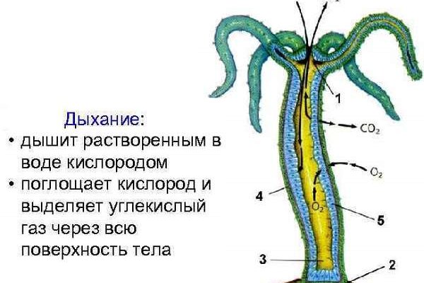 Как зайти на kraken в 2024