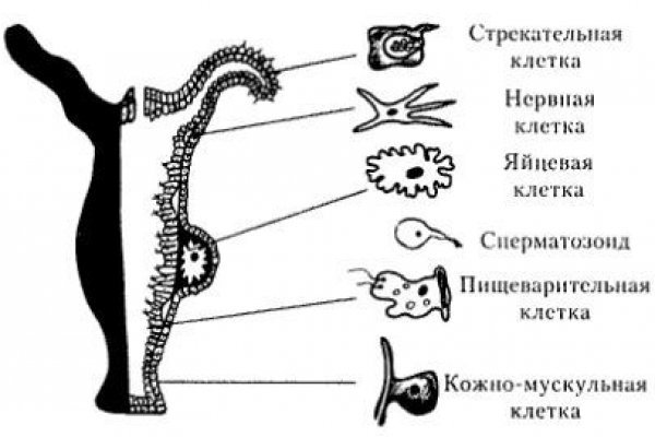 Не заходит на кракен